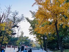 -八大关景区