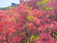 -瑞安圣井山景区