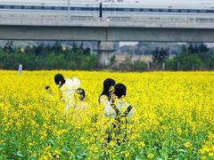 -光明小镇欢乐田园