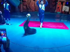 -烟台海昌鲸鲨海洋公园