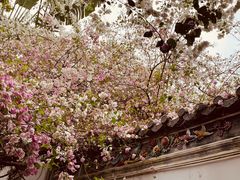 -深圳国际园林花卉博览园