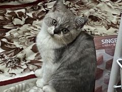 -瑞鹏宠物医院·骨科·猫科·内科(第一中心)