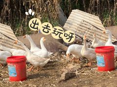 -百里山水画廊