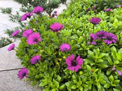 -崇圣寺三塔文化旅游区