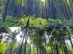 -东明山森林公园