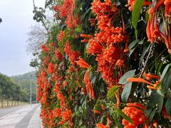 -东莞植物园
