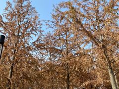 -春花秋色城市公园