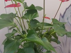 -香山湖渔家大院