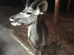 -清迈夜间动物园