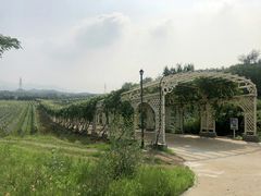 景点&nbsp;葡萄长廊-北京张裕爱斐堡酒庄