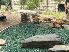 -北京野生动物园