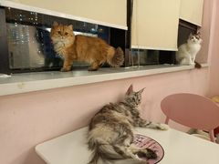 -喵匠猫主题咖啡(凯德和平广场店)