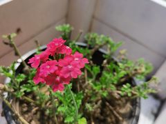 -Local泰莲庭(虹鳟鱼店)