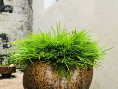 -月栖华明-云间草堂清茶馆(泗泾古镇店)