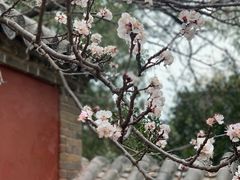 -泰山风景名胜区-普照寺