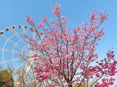 -顾村公园