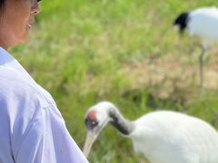 -盐城丹顶鹤湿地生态旅游区