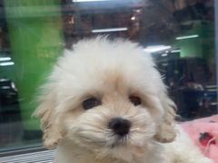 -FAELING PETS美天灵宠物(合生汇店)