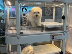 -翊宠yipet猫狗购宠庄园犬舍•猫舍