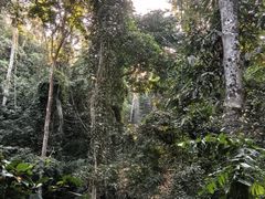 -西双版纳原始森林公园