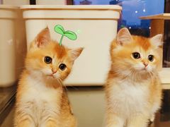 -十年猫舍·猫咪专门店(普陀店)