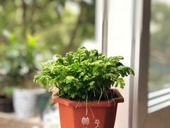 -双季花艺园艺市场(浦东店)