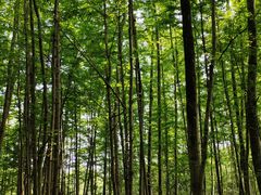 -桤木河湿地公园