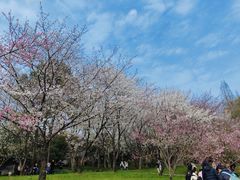 -苏州上方山国家森林公园