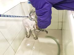 -酷狗靓猫宠物·洗护·美容·寄养(航北路店)