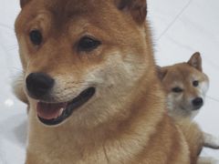 -柴源莊·柴小宠柴犬咖啡