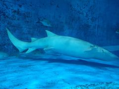 -北戴河圣蓝海洋公园