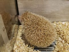 -藦茜花园宠物主题亲子互动体验馆(国顺东路店)