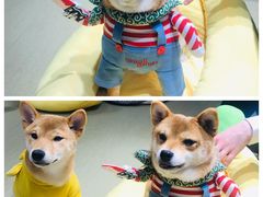 -逗柴咖啡屋·狗咖猫咖宠物桌游