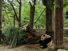 -都江堰中华大熊猫苑