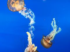 -太平洋海底世界