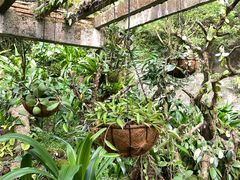 -深圳仙湖植物园
