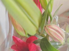 -花鸟鱼虫鲜花绿植市场(玉泉路店)
