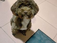 -瑞派旺宝宠物医院·犬猫全科综合·尿道专科(莲兴院)