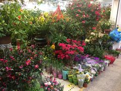 -双季花艺园艺市场(浦东店)