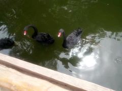 -石家庄市动物园