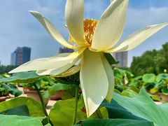 -莲花池公园
