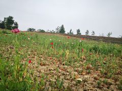 -白鹭湾湿地公园