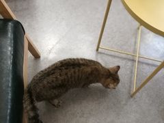 -豆老板的猫咖啡(碑林博物馆店)