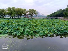 -月湖风景区