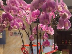 -江仙雅居(苏州桥店)