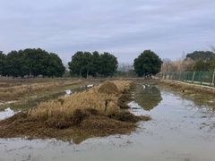 -上海长兴岛郊野公园