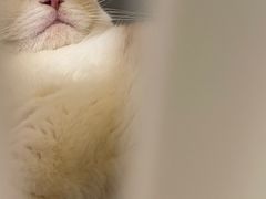 -伟伟宠物医院·CT影像中心·瑞派犬猫综合性门诊(汉口总院)