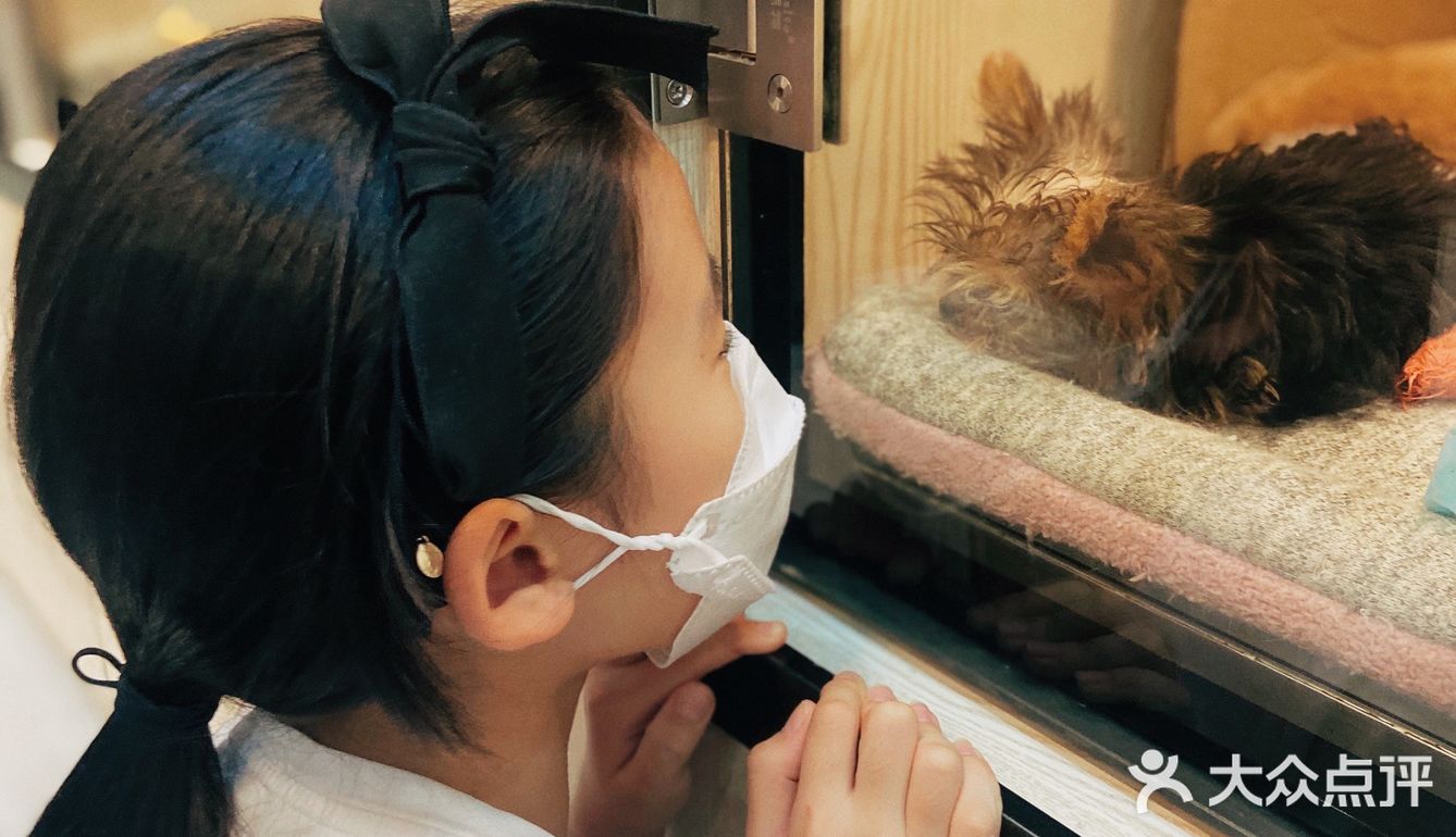 猫猫🐱狗狗🐶，更爱哪个？