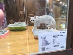 -龟与熊猫宠物公园(南坪店)