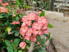 -石家庄市植物园